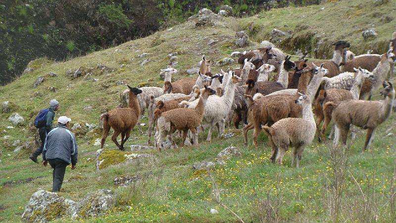 Illampu Trek Steves (50).JPG